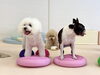 ぱんちゃん＆ぽんちゃん　体幹鍛え中〜「ましゅまろ幼稚園🐾」
