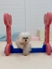 のあちゃんも初ジャンプ💨　「ましゅまろ幼稚園🐾」