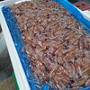 「今日は魚が少ないのでみんなでホタルイカの目ん玉取り🦑🦑」
