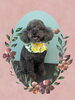 「Dog salon mofu mofu　余市町」