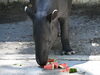 初めて食べるスイカ「ナナハ祝！4歳誕生日」