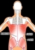 胸腰筋膜「【腰痛】慢性腰痛の原因となる筋肉！鉄板5選〜広背筋〜【腰痛・坐骨神経痛・整体・那須塩原・大田原】」