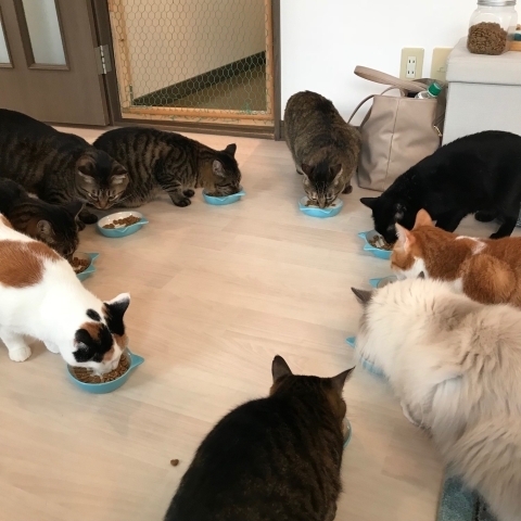 ランチ カフェ特集 番外編 猫カフェ Meow Land 地元スタッフおススメ 小樽のランチ カフェ特集 まいぷれ 小樽市