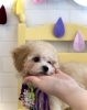 でこぽんくん「ご家族決まりました ٩(๑❛ᴗ❛๑)۶」