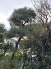 施工前「松の手入れ(剪定、もみ上げ)•磯子区、金沢区•植木、造園のご相談は庭一」