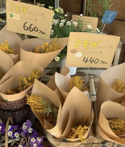 ミモザドライ販売中です 朝霞駅東口の花屋まるよしです 花屋まるよしのニュース まいぷれ 朝霞 志木 新座 和光 ミモザドライ販売中です 朝霞駅東口の花屋まるよしです 花屋まるよしのニュース まいぷれ 朝霞 志木 新座 和光
