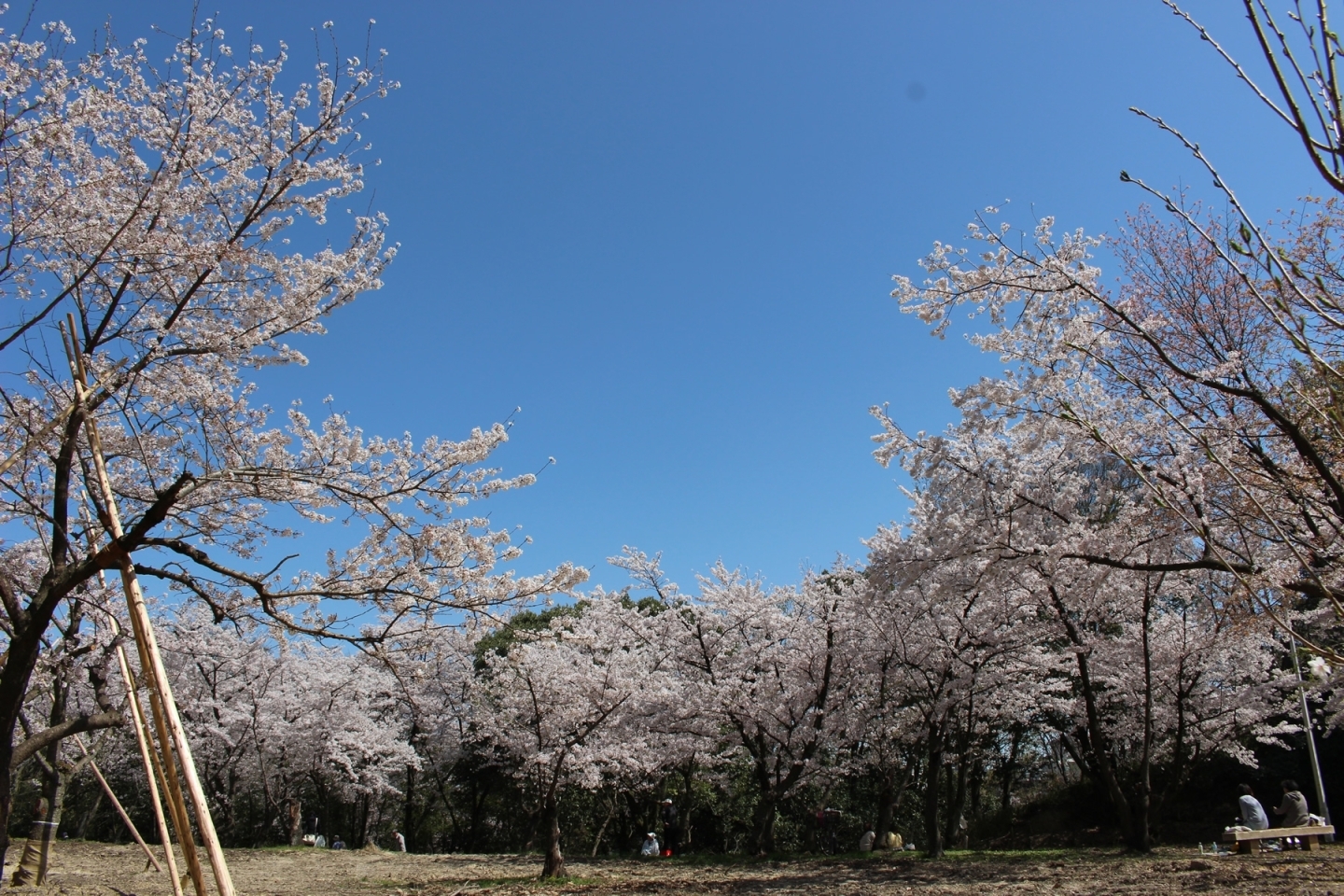 豊中市 桜開花状況 18年3月30日現在 とよなか桜特集 お花見スポット まいぷれ 豊中市
