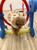 サランちゃんジャンプ「ましゅまろ幼稚園　^ - ^」