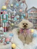 きなこちゃん「MerryXmas🎄」