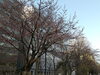 ❺大通公園西7丁目の桜「桜の季節となりました～開花状況観てある記」