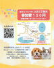 「2025/11/22㈯ 譲渡会(所沢市)保護犬参加情報！⑭ポメラニアン　埼玉/所沢・入間・狭山・川越・飯能 　東京/東大和・武蔵村山・東村山・東久留米・小平・立川」