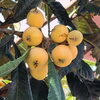 やっぱりビワそう…「🍋ビワ？？？🍋」
