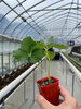 元気に育って欲しいものです「今年の定植第二弾！やよいひめの苗を植えました🍓」