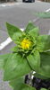 🌻「そろそろ開花🌻 【テスコム明石求人センター】明石市大明石町」