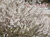 対岸の梅、後方がファミリア愛「菜の花　ご利用者様に喜んでいただきました。」