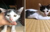 メス・白に黒模様・やんちゃ盛り「【新居浜市】里親募集のお知らせ！」