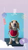 「Dog salon mofu mofu　余市町」