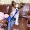 ひめ　ちゃん