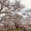 桜並木「胸キュン*:.｡☆..｡.(´∀`人)斐川町 仏壇」