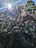 「満開～(北九州市八幡西区若葉にある少人数対応安心低価格の直葬.家族葬専門葬儀社です。小倉にも会館がございます。また、ご自宅よりお送りするお手伝いもしております)」