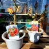 「ボケの苗あります✨」