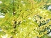 「【編集部ニュース】イチョウが見頃を迎えています♪　@三栖神社」
