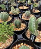 塊根植物　4点セット たにっくん工房さまより塊根植物が入荷しました🪴´- | 34Garden さんと