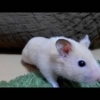 ハムスターがびびりまくるとこうなる！おもしろ可愛いハムスターcute funny hamster　＃48