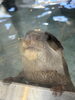 コツメカワウソ「植物園にある水族館？/生き物のプロ/アクアリウムの事ならアクアデザインブルース/」