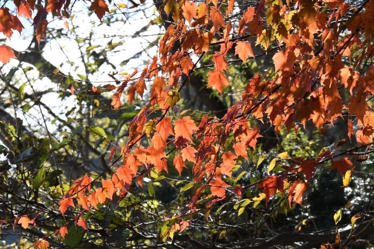 紅葉2「坂本塗装　紅葉狩り？」