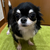 人懐っこくておしゃべり大好き実彩(みいろ)ちゃん