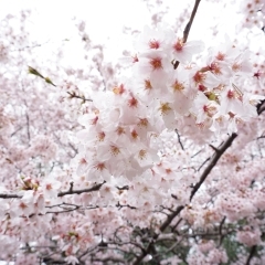 側道にある謎のかかしの正体とは！？　雨上がりの手通公園へ桜を撮影しに行ってきました