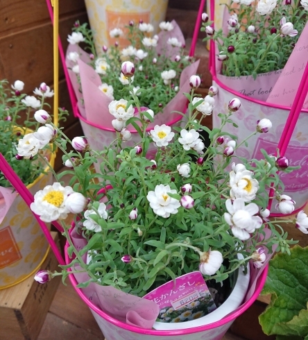 人気の花かんざし「【はなやHOK皆生店】春の花鉢が入荷です！」