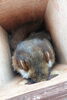 顔を出すダノを上から見るとこんな感じ「【動物の様子】　巣箱の中は...」