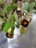 アリマウマノスズクサ（ウマノスズクサ科）「アトリエへ-☆-観察会へ」