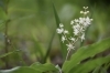 ユキザサ「絶景と山野草を楽しむ散策」