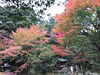「石鎚神社の秋も深まっています（11/23撮影）」