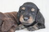 「ミニチュアダックス子犬情報」
