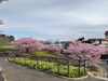 「魚魚の宿　3月14日　河津桜🌸」