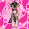 「Dog salon mofu mofu　余市町」