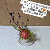 「大人の生け花ワークショップ(３回目)　ハロウィンカラーのお花　生米シフォンケーキセット付き　カウベルコーヒー様の夜カフェ時間にて開催」
