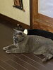 うさぎとサクです。暑さにバテてます。「ただいま、まいぷれ見たで探偵、ご依頼、 調査料金、10%オフ。平成7年創業　調査の青葉グループ　群馬-前橋・高崎　茨城-つくば・土浦　千葉-松戸・柏　埼玉-熊谷・上尾 若葉探偵社」