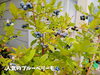 「暮らしに彩りを添えてくれる季節の花。南魚沼で長く愛される花屋、フローリストたかの。」