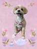 「Dog salon mofu mofu　余市町」