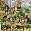 観葉植物「【はなやホック皆生店】スモークツリー買えるのは今だけですよ！」