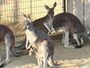 カブと仔「アカカンガルーの赤ちゃんが顔を出しました！」