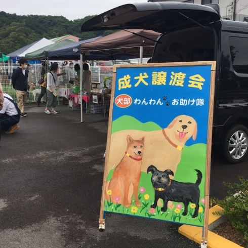 足元の悪いところありがとうございました！「保護犬譲渡会を行いました(^▽^)」