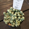 新玉つづりも20％OFF「「まいぷれを見た」で植物全商品20％OFF開催中！八王子 多肉 アガベ グラキリス コノフィツム 八王子市八日町2-3 802PLANTS SHOP セール 歳末セール 初売りセール  ビカクシダ」