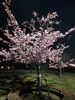 「河津桜(北九州市八幡西区若葉にある少人数対応安心低価格の直葬.家族葬専門葬儀社です。小倉にも会館がございます)」