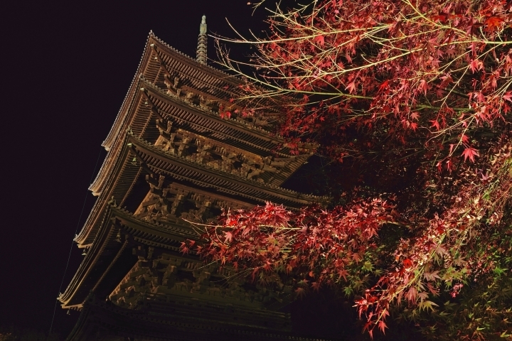 紅葉 東寺 ライトアップ 主人公の季節 開幕 まいぷれ京都西京区 南区 まいぷれ 京都市西京区 南区 紅葉 東寺 ライトアップ 主人公の季節 開幕 まいぷれ京都西京区 南区 まいぷれ 京都市西京区 南区